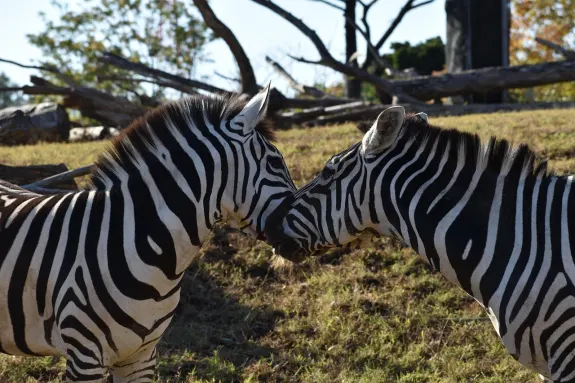 SlotsVentura Casino Tugi